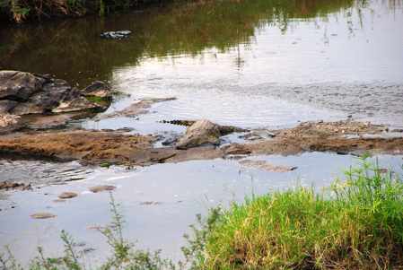 cocodrilos en el rio